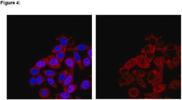 RIPAb+ SMN - RIP Validated Antibody and Primer Set from mouse