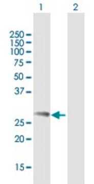 Anti-NDFIP1 antibody produced in mouse purified immunoglobulin