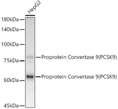 [KD Validated]Przeciwciało anty-PCSK9, klon 9L4U5, królicze monoklonalne