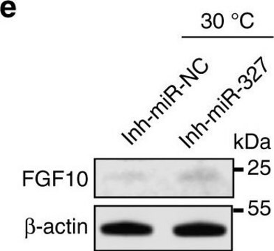 Anti-FGF10 Antibody from rabbit, purified by affinity chromatography