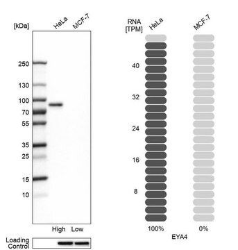 Anti-EYA4 antibody produced in rabbit Prestige Antibodies&#174; Powered by Atlas Antibodies, affinity isolated antibody, buffered aqueous glycerol solution