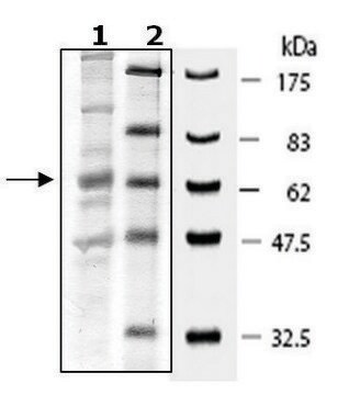 Sestrin 2 human recombinant, expressed in baculovirus infected Sf9 cells, &#8805;35% (SDS-PAGE)