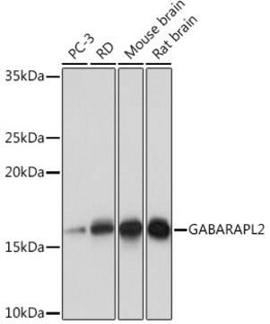 Anti-GABARAPL2 Antibody, clone 8Z8M8, Rabbit Monoclonal