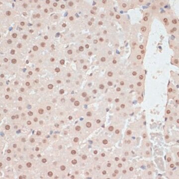 Anti-Phospho-PRKAA1-T183/PRKAA2-T172 antibody produced in rabbit