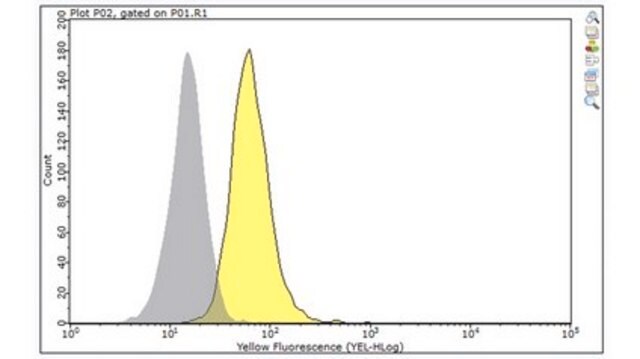 Przeciwciało anty-Caspase-8, klon 3B10 clone 3B10, from rat