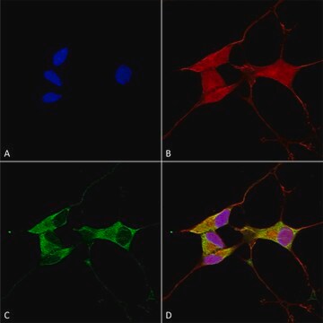 Monoclonal Anti-Lgi1 - Atto 594 antibody produced in mouse clone S283-7, purified immunoglobulin