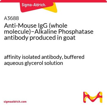 Anti-Maus-IgG (Gesamtmolekül)&#8722;Alkalische Phosphatase in Ziege hergestellte Antikörper affinity isolated antibody, buffered aqueous glycerol solution