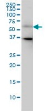 Monoclonal Anti-CDC25C antibody produced in mouse clone 3B11, ascites fluid