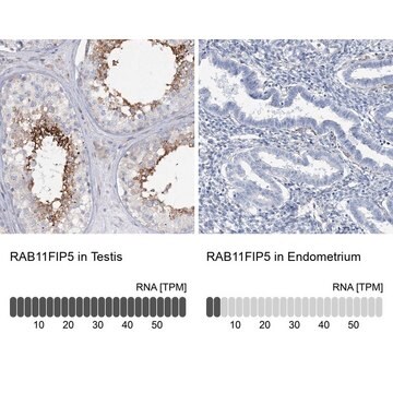 Anti-RAB11FIP5 antibody produced in rabbit Prestige Antibodies&#174; Powered by Atlas Antibodies, affinity isolated antibody, buffered aqueous glycerol solution