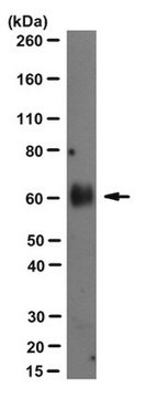 Anti-Progranulin/GRN-Antikörper, Klon&nbsp;8H10 clone 8H10, from rat