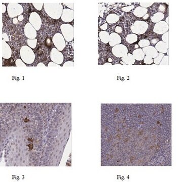 Anticorps anti-NLRP3 from rabbit, purified by affinity chromatography