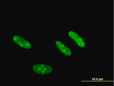 Monoclonal Anti-CSNK2A2 antibody produced in mouse clone 4F2, purified immunoglobulin, buffered aqueous solution