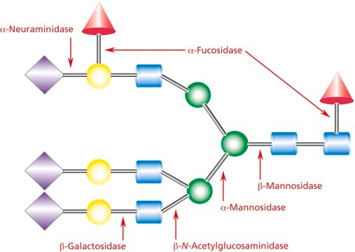 &#945; (2&#8594;3,6,8,9) 神经氨酸酶 来源于产脲节杆菌 Proteomics Grade, suitable for MALDI-TOF MS