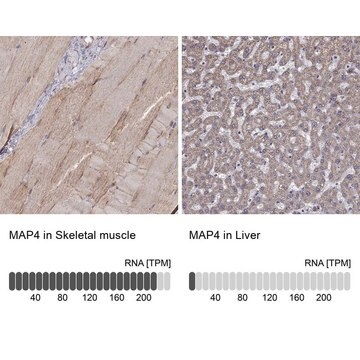 Anti-MAP4 antibody produced in rabbit Prestige Antibodies&#174; Powered by Atlas Antibodies, affinity isolated antibody, buffered aqueous glycerol solution