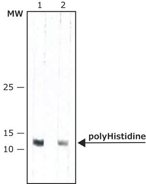 抗ポリヒスチジン&#8722;ペルオキシダーゼ抗体、マウスモノクローナル マウス宿主抗体 clone HIS-1, purified from hybridoma cell culture