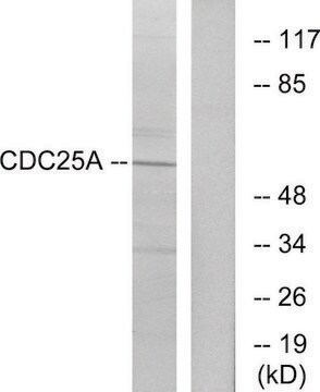 Anti-CDC25A antibody produced in rabbit affinity isolated antibody