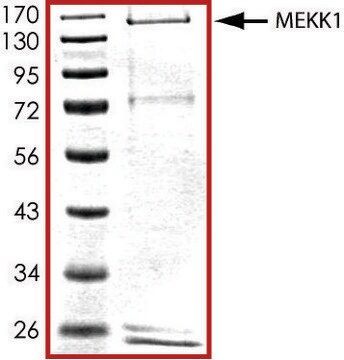 MEKK1 (664-1512), active, GST tagged human PRECISIO&#174; Kinase, recombinant, expressed in baculovirus infected Sf9 cells, &#8805;70% (SDS-PAGE), buffered aqueous glycerol solution