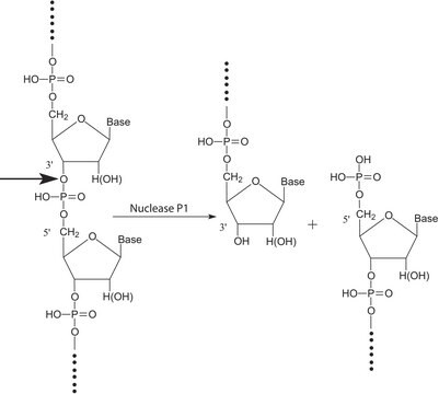 Nuclease P1 aus Penicillium citrinum lyophilized powder, &#8805;200&#160;units/mg protein (E1%/280, 3&#8242;-5&#8242;-Phosphodiesterase)