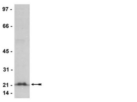 Anti-Rho (-A, -B, -C) Antibody, clone 3L74, rabbit monoclonal culture supernatant, clone 3L74, Upstate&#174;