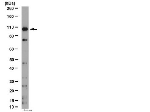 Przeciwciało anty-MMP-9, NT from rabbit, purified by affinity chromatography