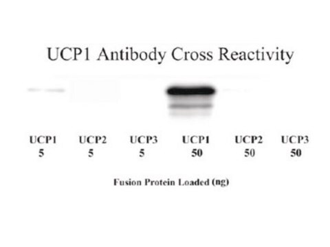 Anti-Uncoupling Protein 1 Antibody Chemicon&#174;, from rabbit