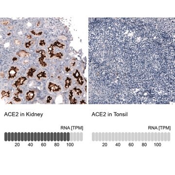 Monoclonal Anti-ACE2 antibody produced in mouse Prestige Antibodies&#174; Powered by Atlas Antibodies, clone CL4013, purified immunoglobulin