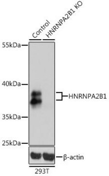 Anti-HNRNPA2B1 antibody produced in rabbit