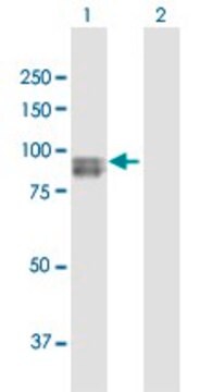 Anti-SEMA3G antibody produced in rabbit purified immunoglobulin