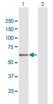 Anti-EGR2 antibody produced in mouse purified immunoglobulin, buffered aqueous solution