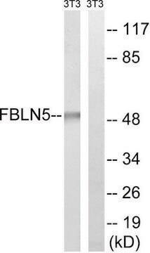 Anti-FBLN5 antibody produced in rabbit affinity isolated antibody