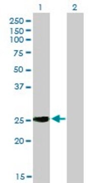 Monoclonal Anti-IGSF6 antibody produced in mouse clone 2A12, purified immunoglobulin, buffered aqueous solution