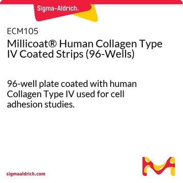 Millicoat&#174; Human Collagen Type IV Coated Strips (96-Wells) 96-well plate coated with human Collagen Type IV used for cell adhesion studies.