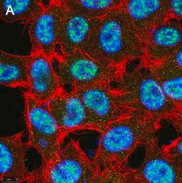 Anti-TET2 Antibody, clone 4L14 ZooMAb&#174; Rabbit Monoclonal recombinant, expressed in HEK 293 cells