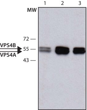 Anti-VPS4 antibody produced in rabbit ~1.0&#160;mg/mL, affinity isolated antibody, buffered aqueous solution