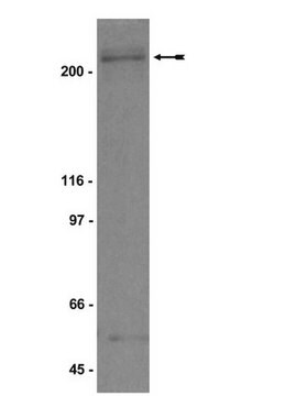 Przeciwciało anty-BRCA1 serum, Upstate&#174;