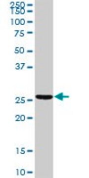 Anti-TNNI2 antibody produced in rabbit purified immunoglobulin, buffered aqueous solution