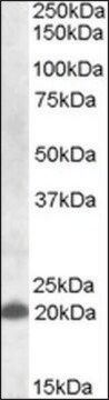 Anti-CLEC4C antibody produced in goat affinity isolated antibody, buffered aqueous solution