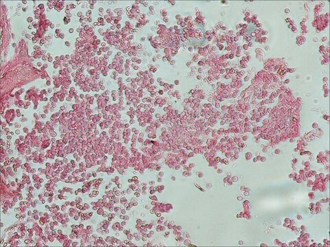 抗ラットIgG (全分子)–アルカリフォスファターゼ ウサギ宿主抗体 affinity isolated antibody, buffered aqueous glycerol solution