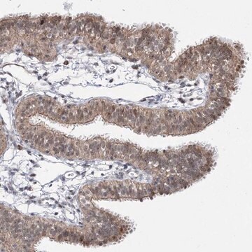 Anti-STOX1 antibody produced in rabbit Prestige Antibodies&#174; Powered by Atlas Antibodies, affinity isolated antibody, buffered aqueous glycerol solution