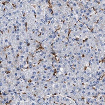 Anti-GLRA1 antibody produced in rabbit Prestige Antibodies&#174; Powered by Atlas Antibodies, affinity isolated antibody, buffered aqueous glycerol solution