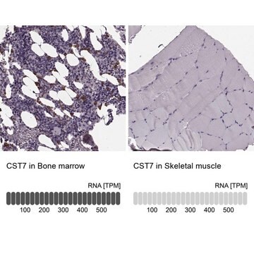 抗CST7抗体 ウサギ宿主抗体 Prestige Antibodies&#174; Powered by Atlas Antibodies, affinity isolated antibody, buffered aqueous glycerol solution