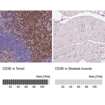 Monoclonal Anti-CD3E antibody produced in mouse Prestige Antibodies&#174; Powered by Atlas Antibodies, clone CL1497, purified immunoglobulin, buffered aqueous glycerol solution