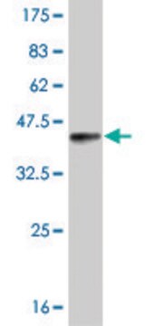 Monoclonal Anti-RORB antibody produced in mouse clone 1D1, purified immunoglobulin, buffered aqueous solution