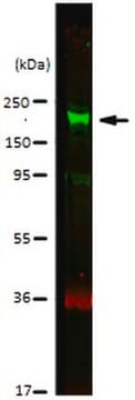 抗-CDK12抗体 from rabbit, purified by affinity chromatography