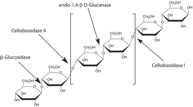 endo-1,4-&#946;-D-glucanase from Acidothermus cellulolyticus recombinant, expressed in corn, &#8805;2.0&#160;units/mg protein