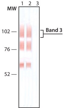 Monoclonal Anti-Band 3 antibody produced in mouse clone BIII-136, ascites fluid