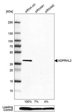 Anti-ADPRHL2 antibody produced in rabbit Prestige Antibodies&#174; Powered by Atlas Antibodies, affinity isolated antibody, buffered aqueous glycerol solution