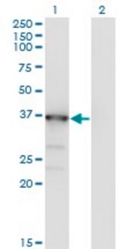 Monoclonal Anti-MAPK13 antibody produced in mouse clone 3D8, ascites fluid, solution