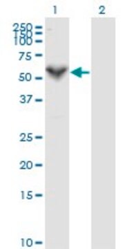 Monoclonal Anti-PRF1, (C-terminal) antibody produced in mouse clone 3B4, purified immunoglobulin, buffered aqueous solution