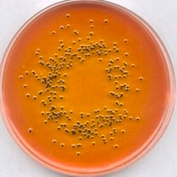 SS 琼脂 suitable for microbiology, NutriSelect&#174; Plus